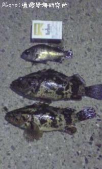 ¥á¥Ð¥ë¡¦¥¿¥±¥Î¥³