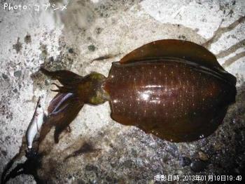 �����ꥤ��