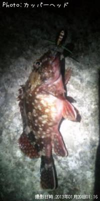 ¾®¤µ¤Ê¹¬¤»