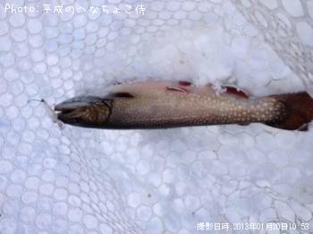 ¥¸¥ã¥¬¡¼¥È¥é¥¦¥È