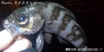 ���ޤ����Х�