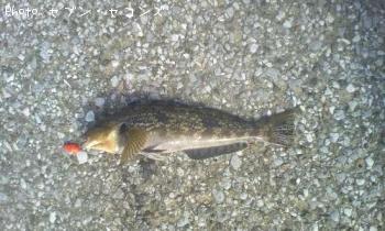 �����ʥ�