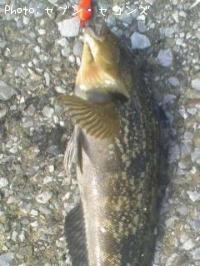 �����ʥ�