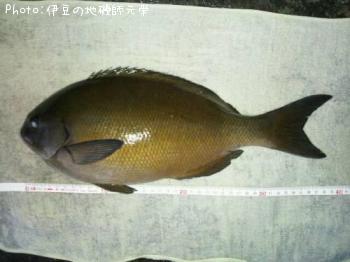 ��Ĺ�᥸��