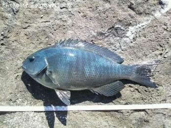 �����᥸��