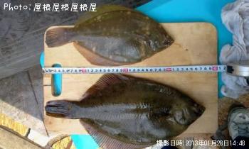 �ʥ��������쥤�ʾС�