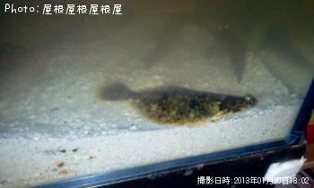 ¥«¥µ¥´¡õ¥«¥ì¥¤£³Ëç