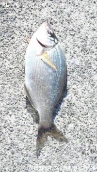 ���ߥ��ʥ�