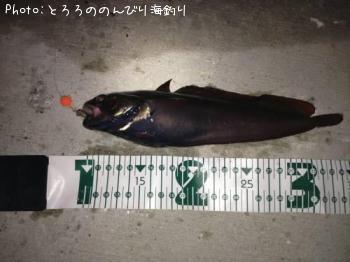 ¥¨¥¾¥¤¥½¥¢¥¤¥Ê¥á