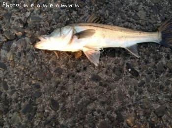 �����Х�