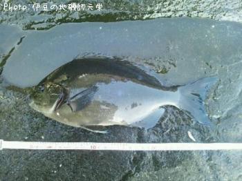 ��Ĺ�᥸��