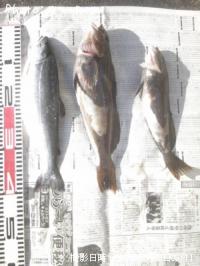 �����ʥ�