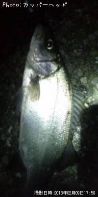 �������å�