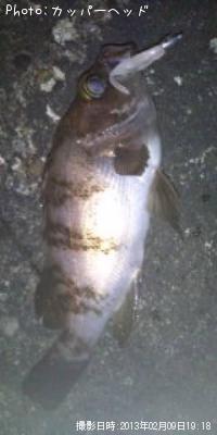 �������å�