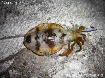 �����ꥤ��