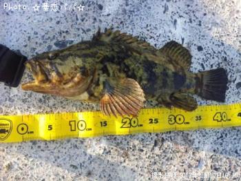 ¥Ù¥Ã¥³¥¦¥¾¥¤