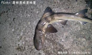 �ޤ�������