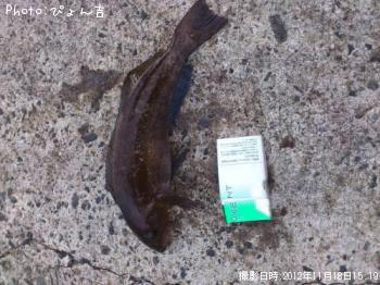 �����ʥ�