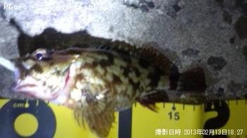 ¥«¥µ¥´¡¡¡Ê¥¬¥·¥é¡Ë