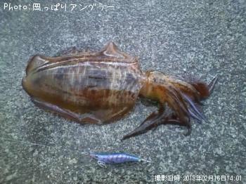 ¥¢¥ª¥ê¥¤¥«