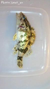 �����Υ���Х�