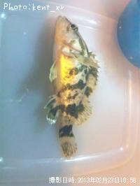 ¥¿¥±¥Î¥³¥á¥Ð¥ë