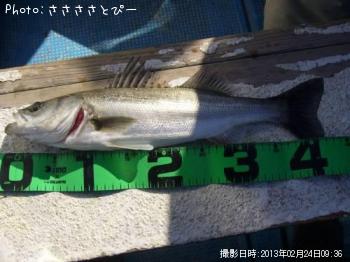 シーバス