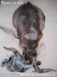 ¥¢¥ª¥ê¥¤¥«