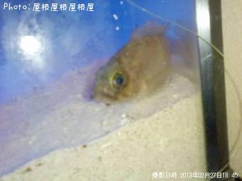 ¥×¥Á¥á¥Ð¥ë