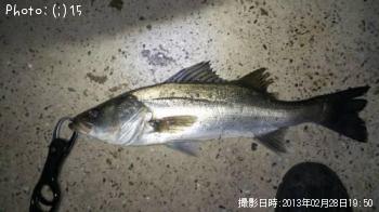 �����Х�