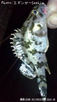 �����Υ���Х�