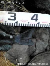 �����᥸��