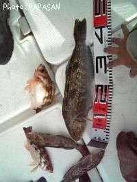 �����ʥ�