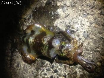 �����ꥤ��