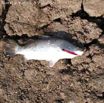 �Х�ޥ�ǥ���