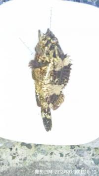 ¥¿¥±¥Î¥³¥á¥Ð¥ë