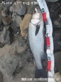 ¥·¡¼¥Ð¥¹