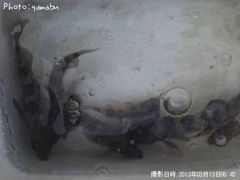 ¥á¥Ð¥ë¡¦¥¿¥±¥Î¥³¥á¥Ð¥ë