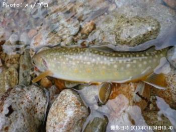 ¥Ë¥Ã¥³¥¦¥¤¥ï¥Ê