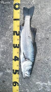 �ҥ饻����