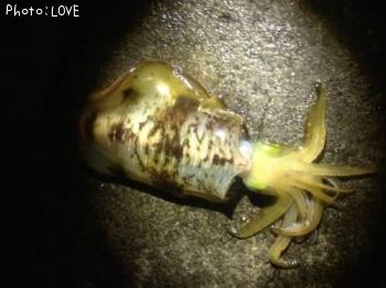 �����ꥤ��