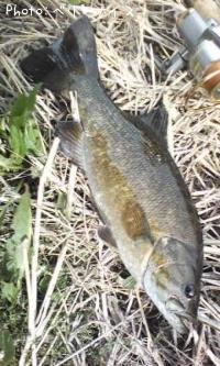 ¥¹¥â¡¼¥ë¥Þ¥¦¥¹¥Ð¥¹