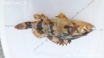 �����Υ���Х�