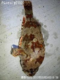 ¥è¥í¥¤¥á¥Ð¥ë