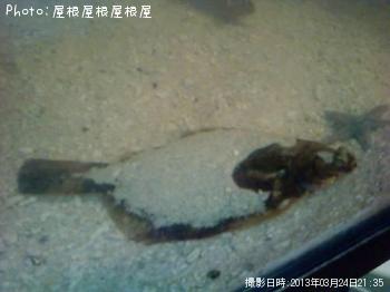 �ץ����쥤