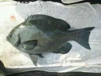 �����᥸��