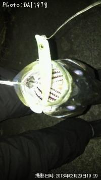 ¥·¡¼¥Ð¥¹
