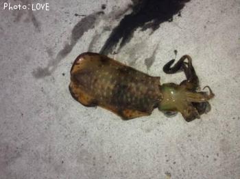 �����ꥤ��