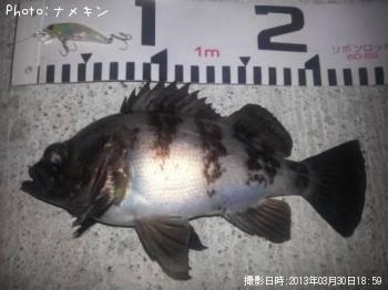 めばる