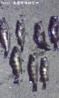 ��Х롦�����Υ�